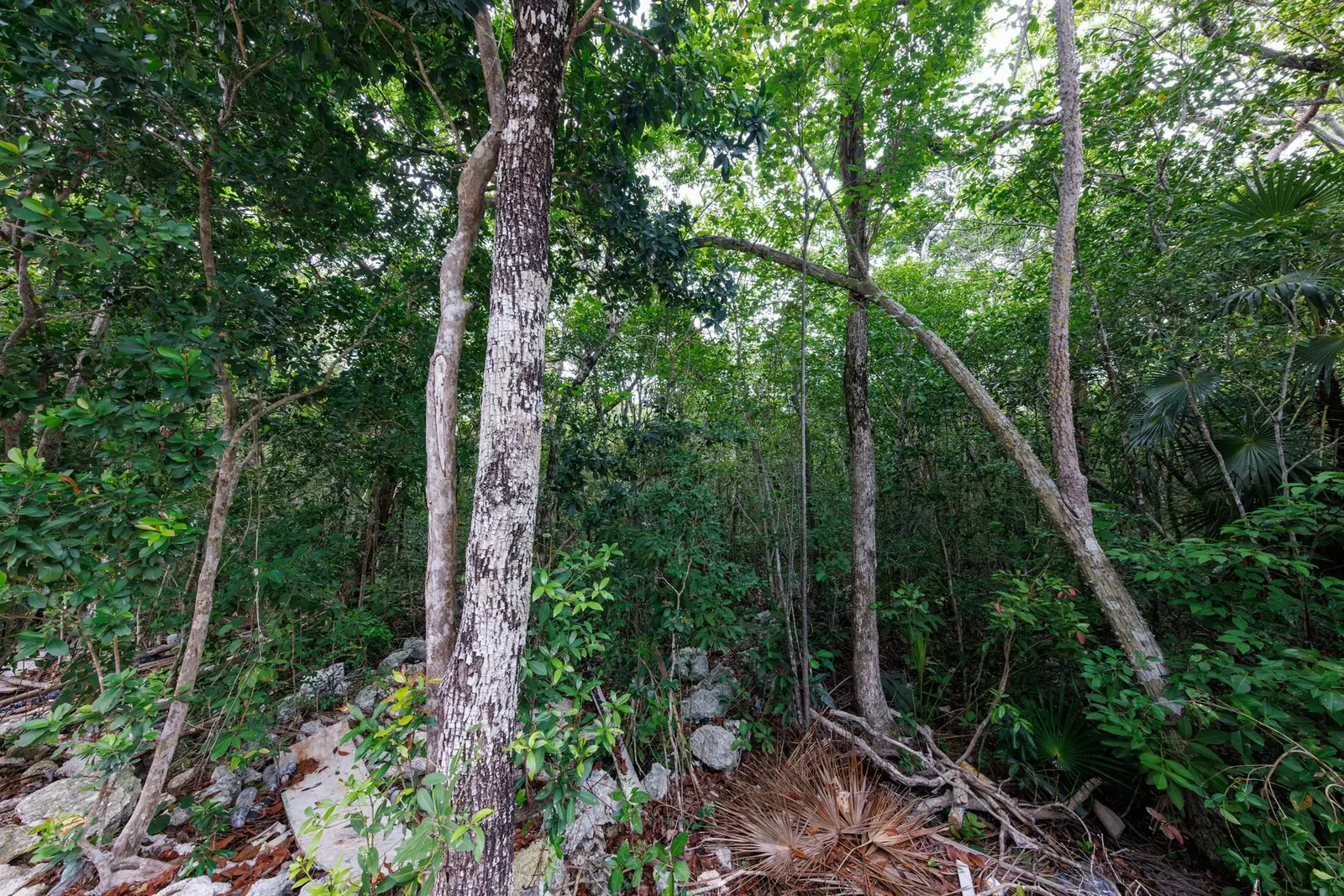 Ground-level photo inside the lot, tall slender trees over a rocky limestone floor