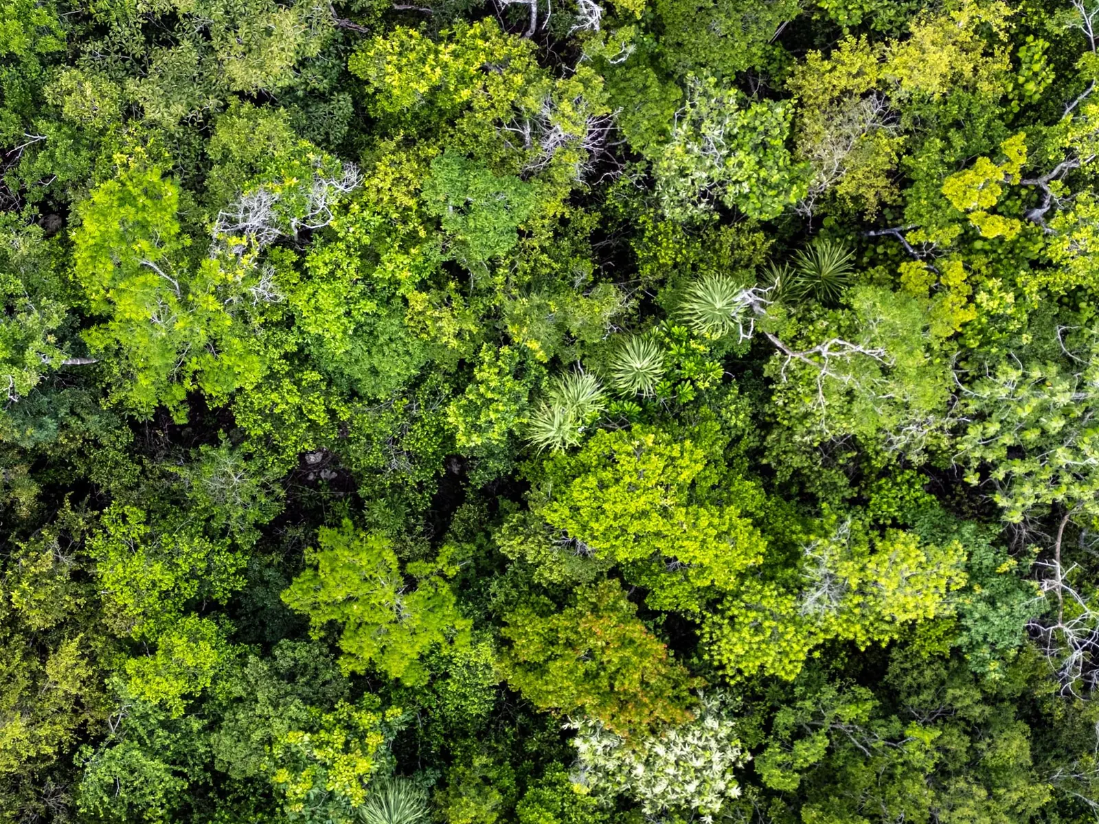 Top-down view of dense green jungle canopy