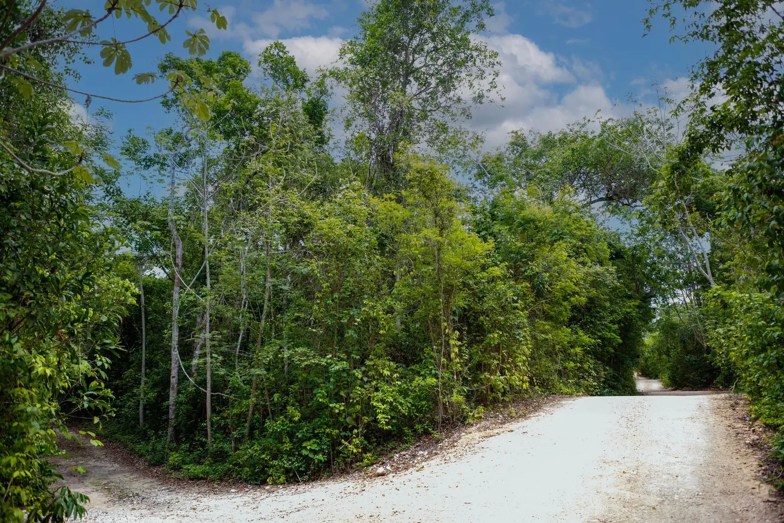 Unpaved white limestone road curving through green jungle