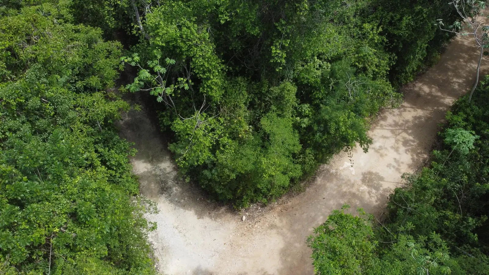 Drone view looking down at a forked unpaved road between jungle