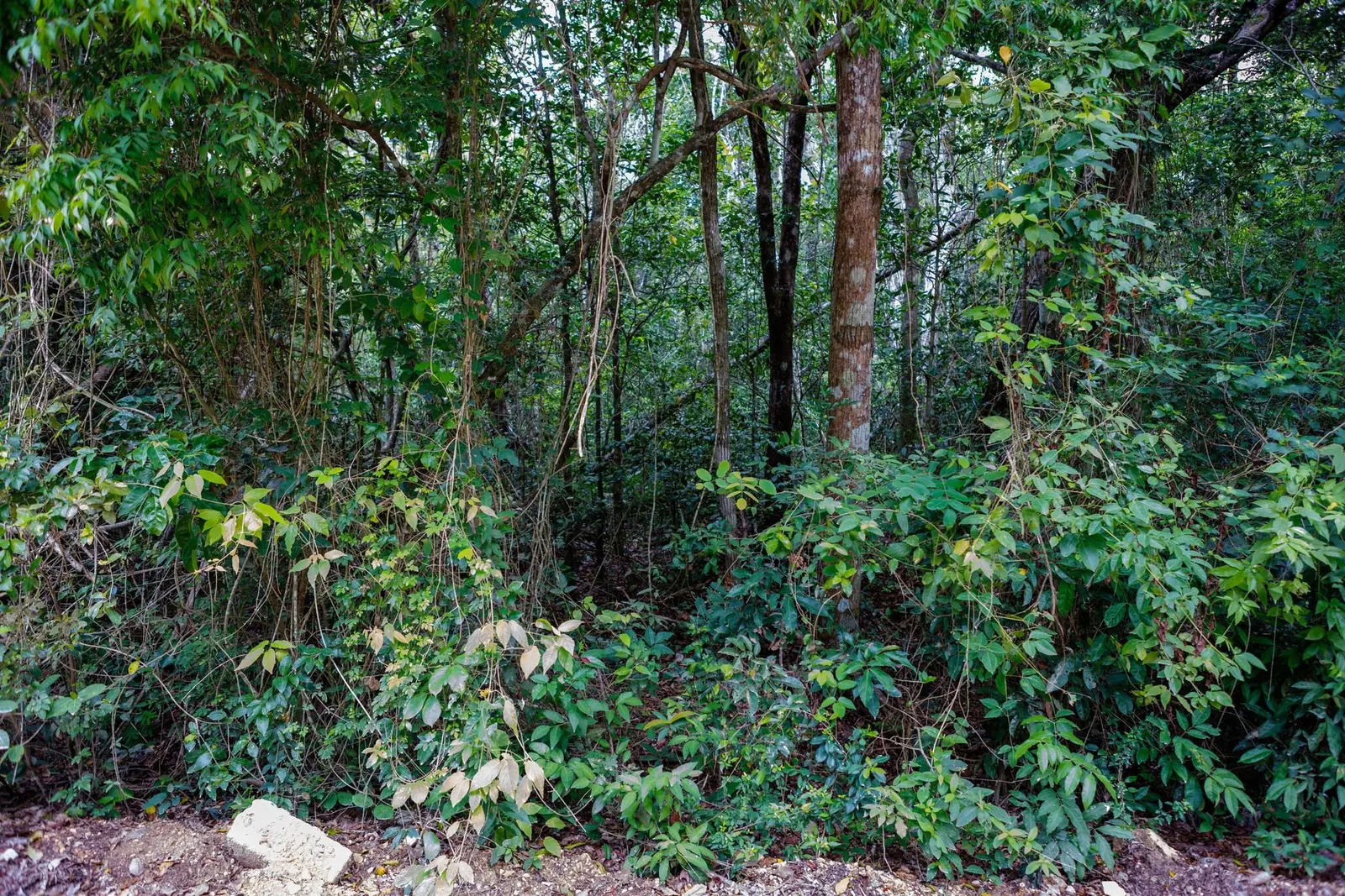 Ground-level photo of dense jungle with tall trunks and leafy undergrowth